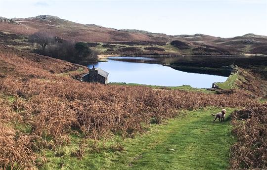 Dog walking from the door