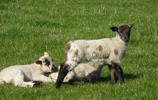 Lambing in spring