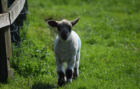 Springtime lambing