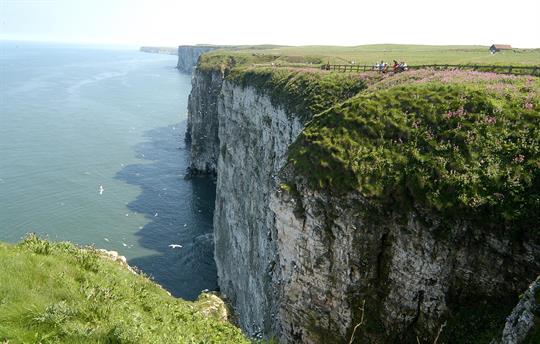 Bempton Cliffs