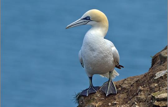 Gannets 
