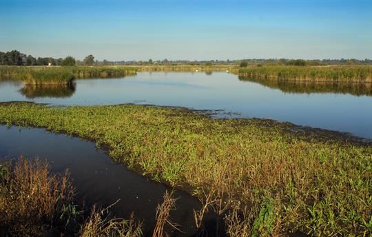 Strumpshaw Fen