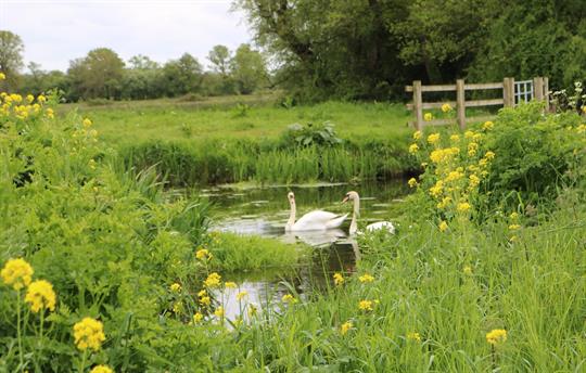 Swans on the Somerset Levels