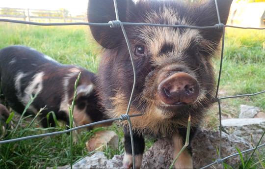 Kune Kune pigs