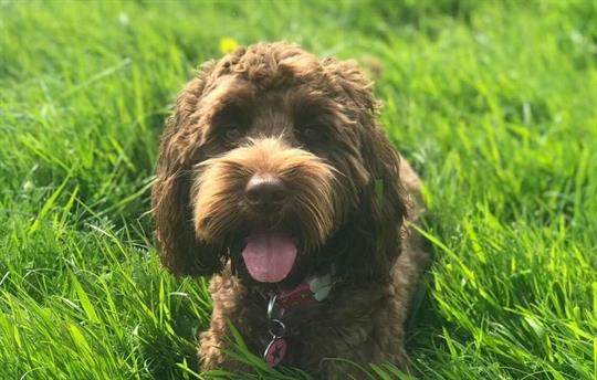 Well behaved dogs welcome too!