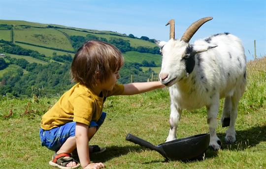 Violet the goat and friend