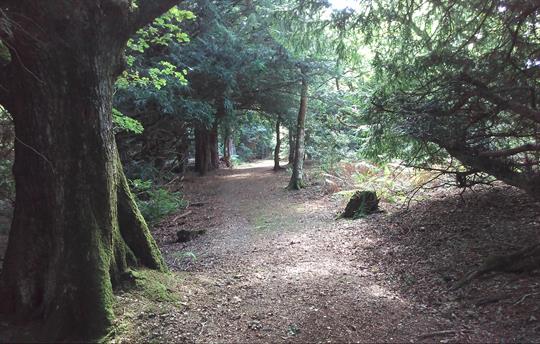 Heather House Woods