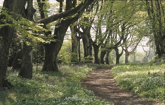 Trelowarren walks through the estat