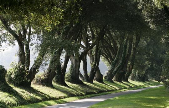 The Ilex Avenue along the drive int