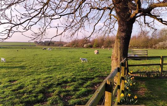 Spring evening on the farm