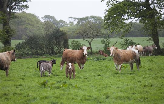 Your neighbours. Just quiet cattle