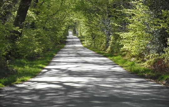 Nearby leafy lane walk in Springtime