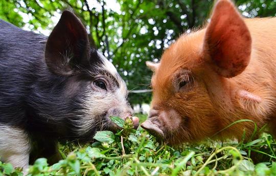 Fred and Dinky our Kune Kune pigs