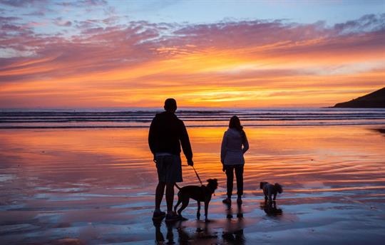 Dog sunset beach