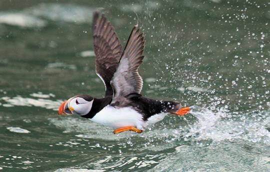Puffin under Bempton Cliffs