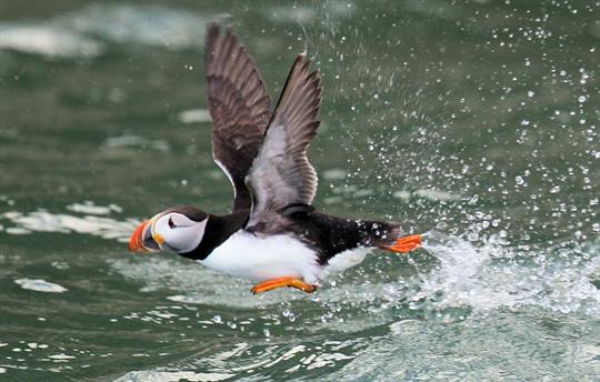 Puffin under Bempton Cliffs