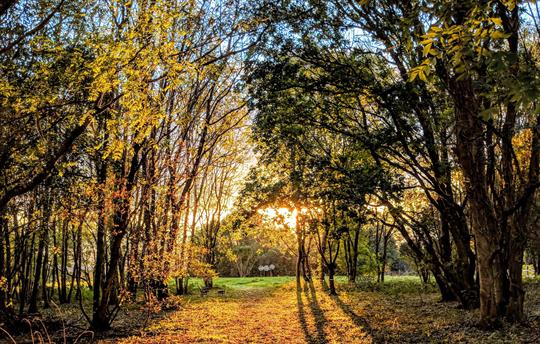 Onsite dog walks (Central Bark)