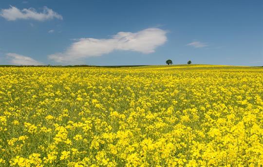 Dartmoor just a 20 minute drive