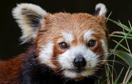 World Famous Paignton Zoo, 3 miles away