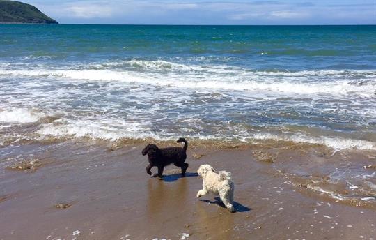 The beach is dog friendly