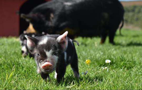 One of our Kune Kune piglets