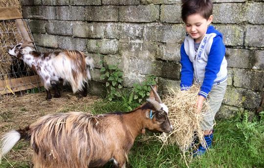 Our goats love to eat hay