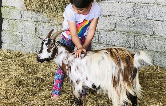 Enjoy playing with our pygmy goats