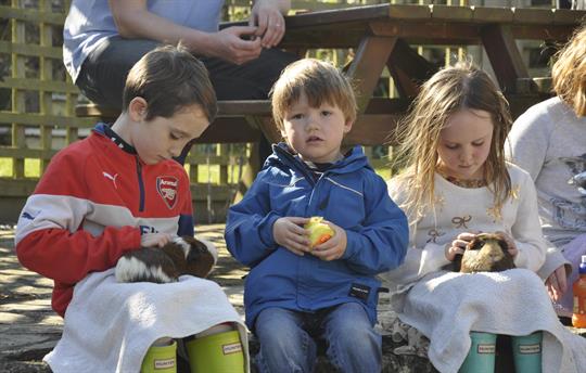 Guinea pigs to cuddle