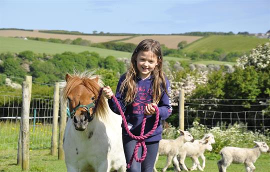 Miniature Shetland pony