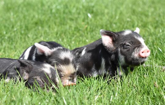 Farm experience - piglets