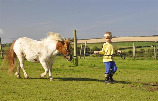 Miniature Shetland pony