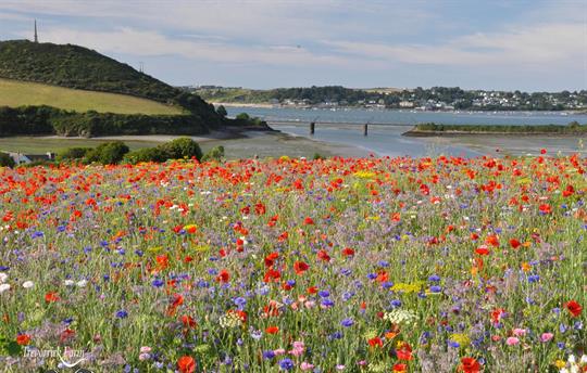 Wildflower meadow views