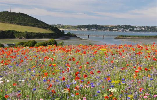 Wildflower meadow views