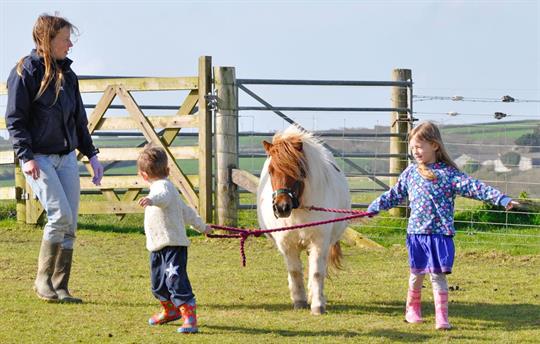 Miniature Shetland pony