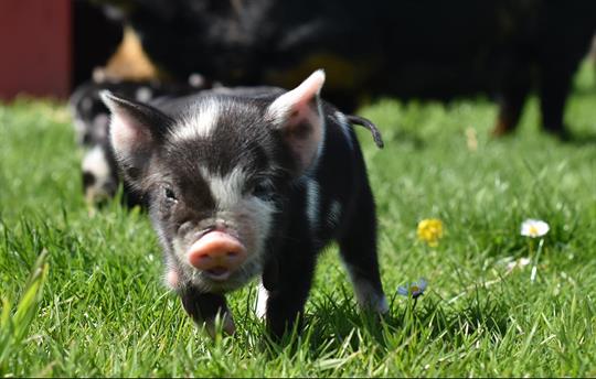 One of our Kune Kune piglets