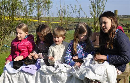 Guinea pigs to cuddle