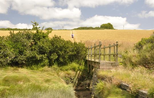 Local walk - Little Petherick creek