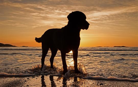 Dog friendly beaches