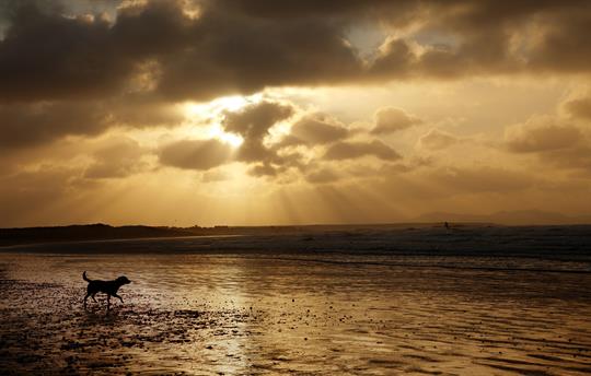 Dog friendly beaches