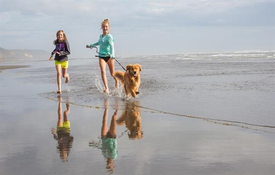 Dog friendly holidays