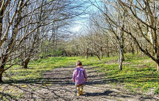 Woodland walks