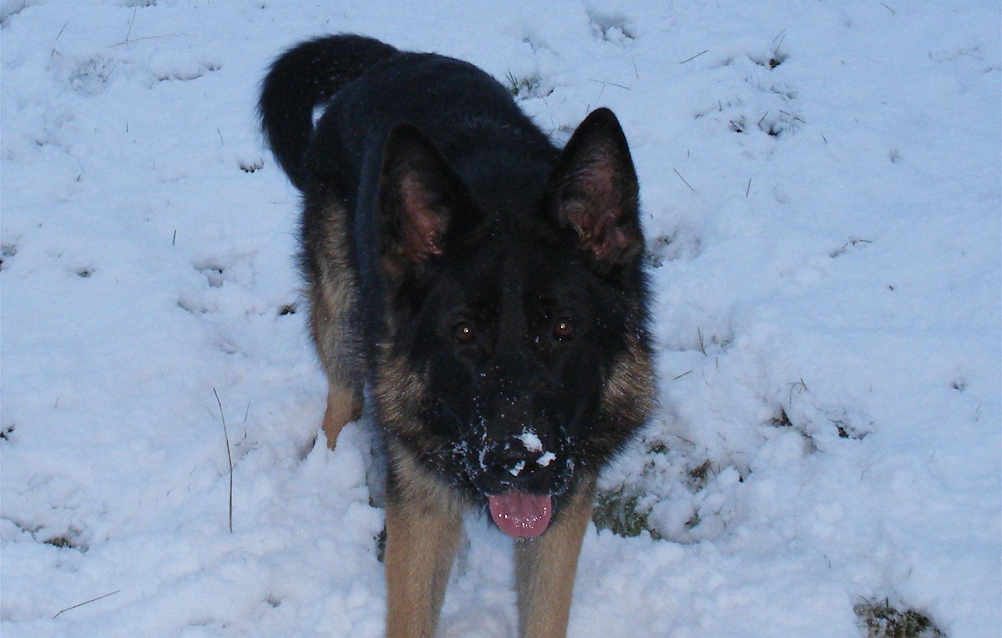 Dog enjoying the snow at Kerridge End