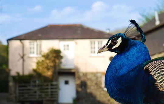 Applecross (and peacock)