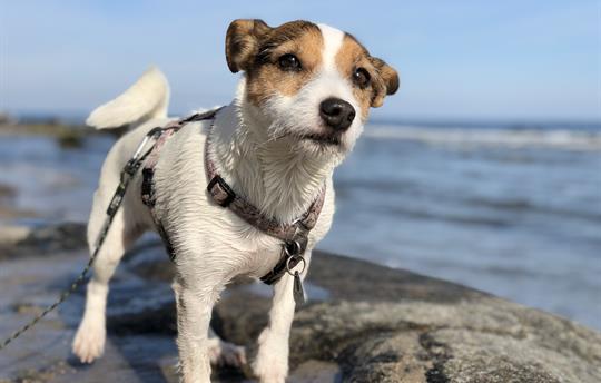 Dogs are also welcome!