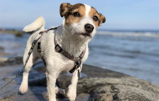 Dogs are also welcome!