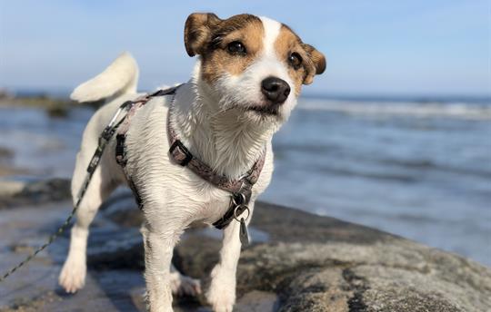 Dogs are also welcome!