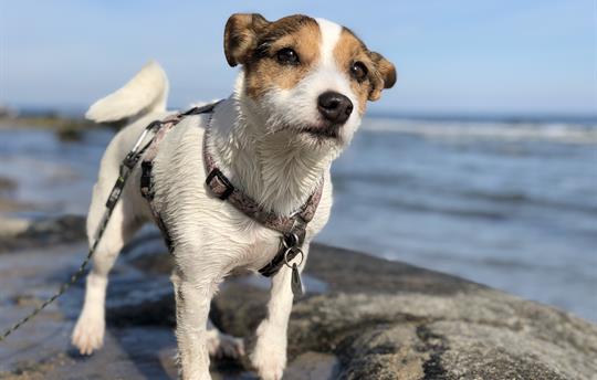 Dogs are also welcome!