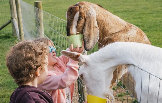 Children feeding the goats on the daily round