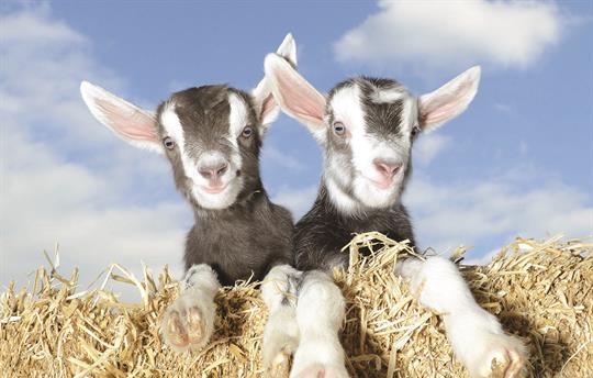 Pennywell Farm  (25 minute drive)