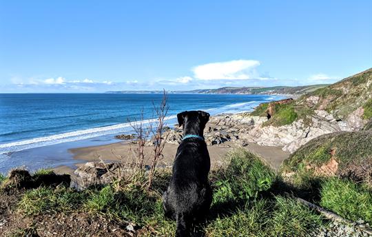Dog-friendly beaches nearby